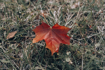 Maple Leaf. A red maple leaf fell to the ground. Beginning of autumn. Concept photo background with maple leaf.
