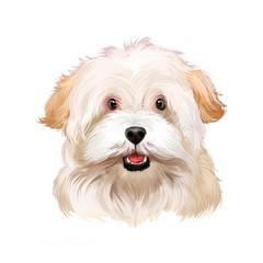 Alpine Spaniel dog digital art illustration isolated on white background. Spaniel large dog notable for its thick curly coat, curlier than that of the English Cocker Spaniel, cute white dog head.