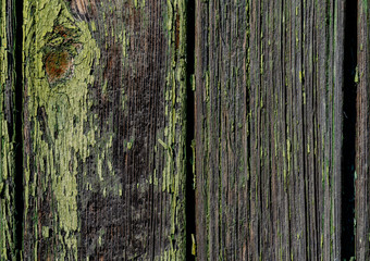 Obraz premium Gray boards with peeling green paint texture. Vertical boards with different lines, scuffs. Cracks between boards. Background