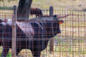 Wild bull in an Alentejo landscape, Portugal