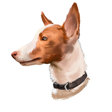 Andalusian Hound dog digital art illustration isolated on white background. Dogs similar to Iberian breeds such as the Ibizan Hound, the Portuguese Podengo, the Podenco Canario and the Maneto
