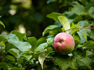 One apple on an apple-tree branch