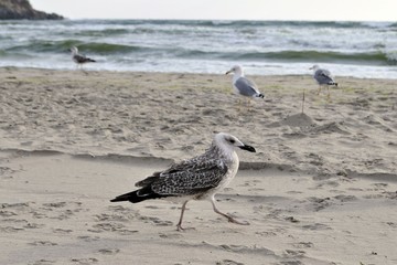 seascape beach birds gull wildlife happy day