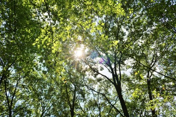 森　秋　太陽　みかも　杤木　日本