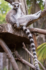 Ring-tailed lemur (lemur catta).Closeup with nature blur background.