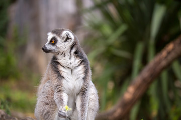 Ring-tailed lemur (lemur catta).Closeup with nature blur background.