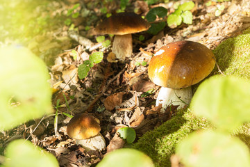 glade with mushrooms on the edge of the forest. autumn is the time of mushrooms.