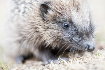 Makro Portrait Igel