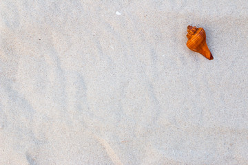 Shells on the beach on vacation