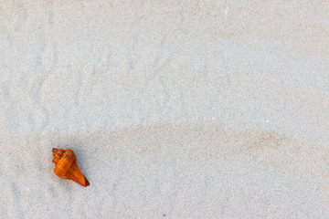 Shells on the beach on vacation