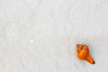 Shells on the beach on vacation
