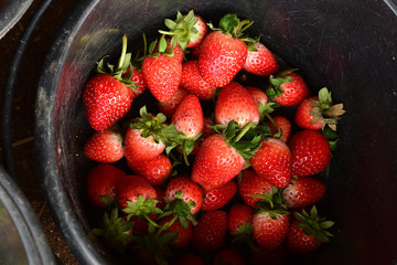 close up of fresh strawberry for background