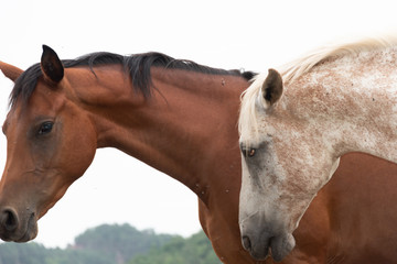 Dos cabezas de caballos al aire libre 