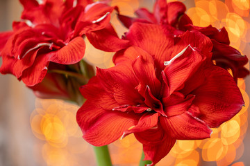 Close up of a red amaryllis. Amarilis flowers in Glass vase. Garland bokeh on background. Wallpaper