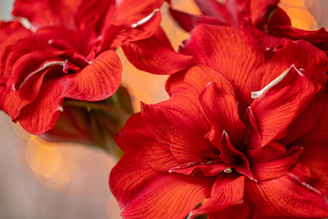 Close up of a red amaryllis. Amarilis flowers in Glass vase. Garland bokeh on background. Wallpaper