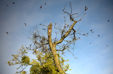 Jaskółcze Loty  © Wojciech Lisiński