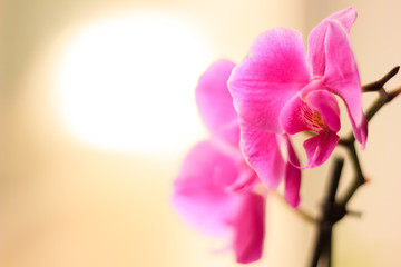 Beautiful purple orchid phalaenopsis flowers. Orchid flowers.