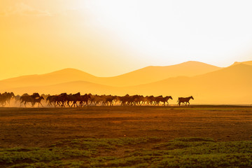 Wild Horses ( Yilki Atlari). Kayseri, Turkey.