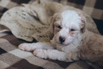 Chinese Crested Powderpuff dog laying on the sofa