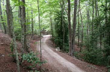 Obraz premium Camino de tierra entre bosque de Hayas 
