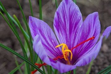 Fototapeta premium Harvest Flowers of saffron after collection. Crocus sativus, commonly known as the 