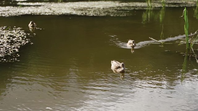 ducks in river lake pund