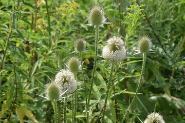 beautiful flowers and plants in the field