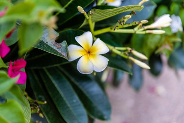 weiß -  gelbe frangipani