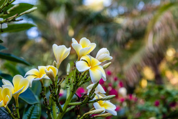 gelblich weiße frangipani blüten
