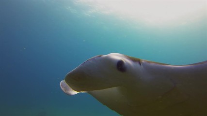 Big Manta Ray Close Up. Mantaray Or Reef Manta Feeding & Swimming Over Sunlit Coral Reef In Blue Sea Water. Pelagic Filter Feeder & Marine Life Underwater Wide Angle View