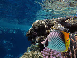 Underwater world landscape with corrals