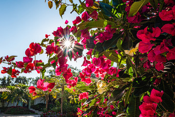 blühende bougainvillea