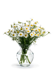 Bouquet from meadow chamomile