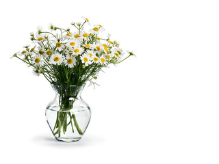 Bouquet from meadow chamomile
