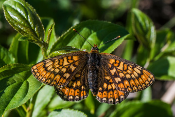 Golden Fritillary (Euphydryas aurinia)