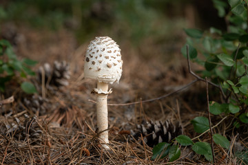 Parasol mushroom in a pine forest in South Tyrol
