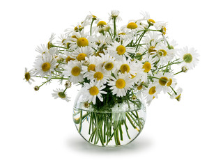 Bouquet from meadow chamomile