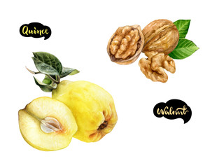 Quince walnut set watercolor isolated on white background