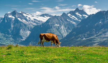 männlichen berneroberland