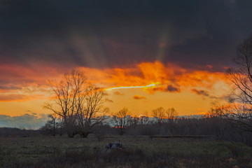 Autumn tree at sunset