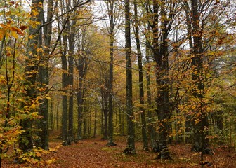 autumn in the forest