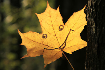 Golden autumn time. A single maple leaf with cheerful expression facial (painted smile) is peeping out from behind a tree in old city park. Fall city colors