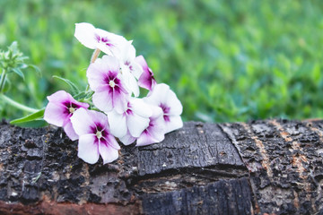 Fototapeta premium White flowers lie on a tree bark on a background of green grass on a background of nature.