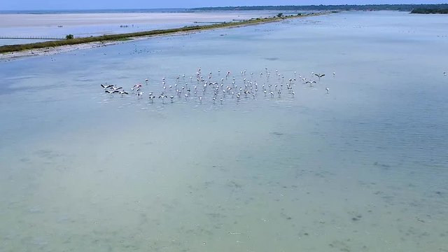 Tracking Drone Shot of Flamingos Landing On A Water In Mannar Sri Lanka