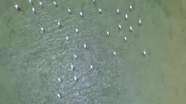 Flamingos Walking By The Water, Drone Tilt Up Revealing Beach And Sky In Mannar Sri Lanka