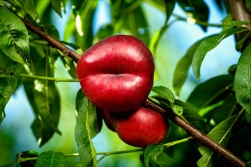 Nectarine en forme de bouche