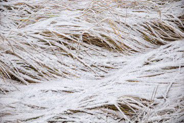 closeup of frosty grass