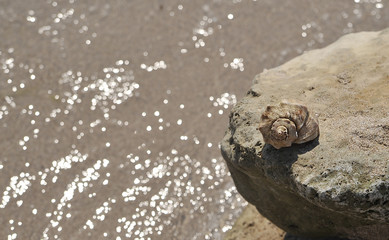 Big seashell in sea on the beach.