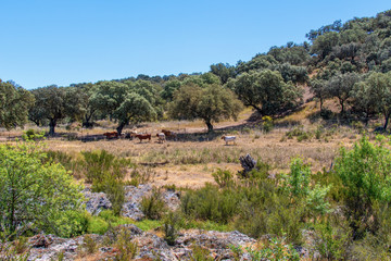 Naklejka premium Typical landscape of Alentejo, Barrancos, Portugal