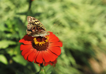 Beautiful butterfly on flower. Spring nature background.